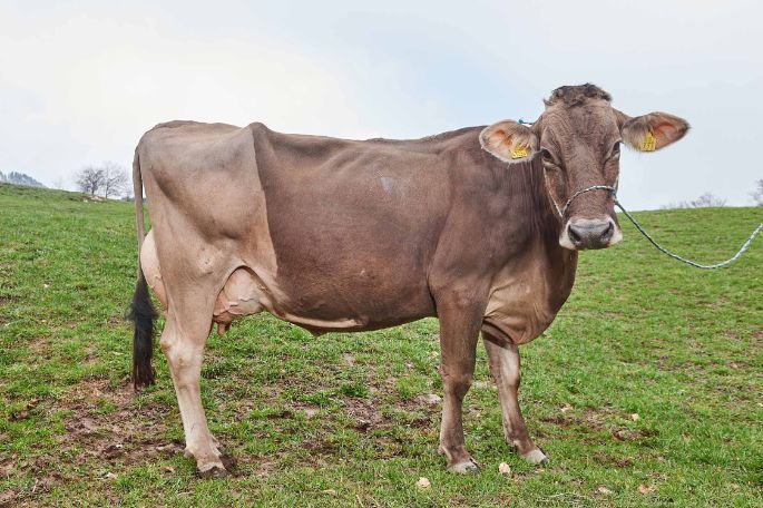 Hof Alter, Roland Kamm, Filzbach_Kuh_Ganzkörper
