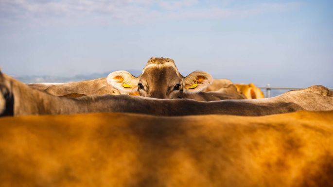 Hof Althus_Föllmi_Feusisberg_Kuh1