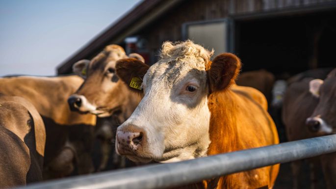 Hof Althus_Föllmi_Feusisberg_Kuh2