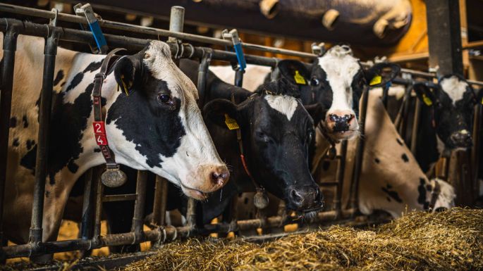 Hof Baltensperger_Baltensperger_Brütten_Kuh2