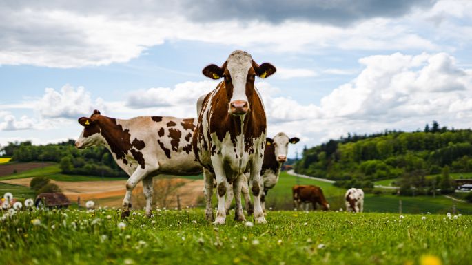 Bannholz_Schweizer_Koeniz_Kuh-2