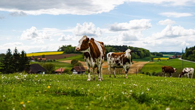 Bannholz_Schweizer_Koeniz_Kuh