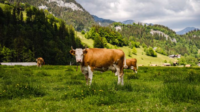 Hof Bieri_Bieri_Boltigen_Kuh