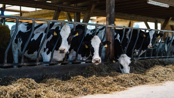 Hof Elmiger_Elmiger_Ermensee_Kuh