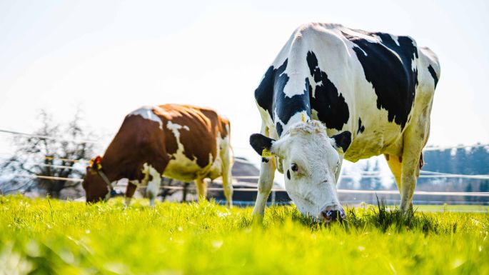 Hof_Hofstetter_Hofstetter_Aesch_Kuh