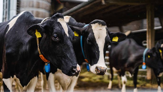 Hof Hopperen_Denzler_Nänikon_Kuh2