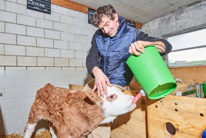 Hof Keller, Fritz Keller Jun. , Niederweningen_Kuh_Stall_3
