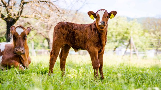 Hof_Kissling_Kissling_Rickenbach_Kuh