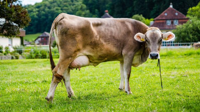 Hof_Luder-Friedli_Luder-Friedli_Riedtwil_Kuh