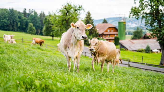 Hof_Meyer_Meyer_Knutwil_Kuh