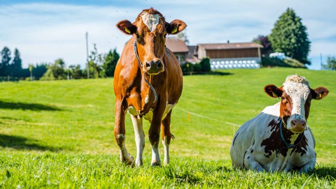 Hof_Müller_Müller_Schmidigen_Kuh