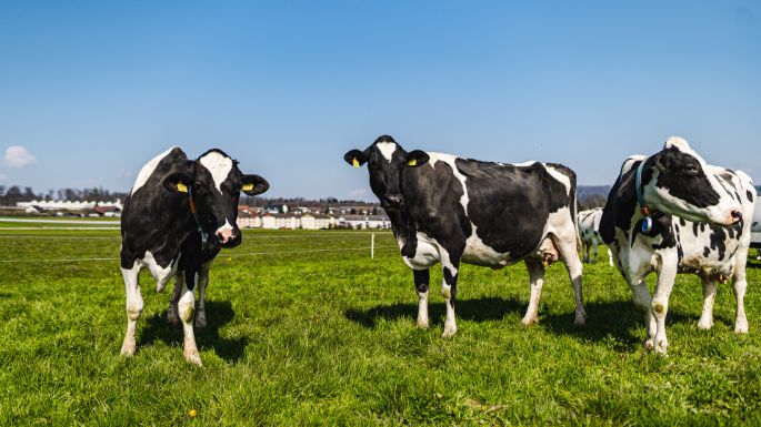 Hof-Rätzer_Rätzer_Othmarsingen_Kuh