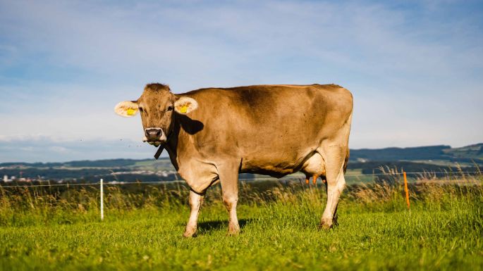 Hof Sidler_Sidler_Hagendorn_Kuh