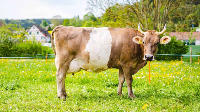 Hof_Spitznagel_Spitznagel_Stadel_Kuh