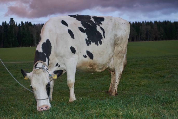 Hof Steller, Karin und Hansueli Schärer-Strebel, Glashütten_Kuh_Ganzkörper_2