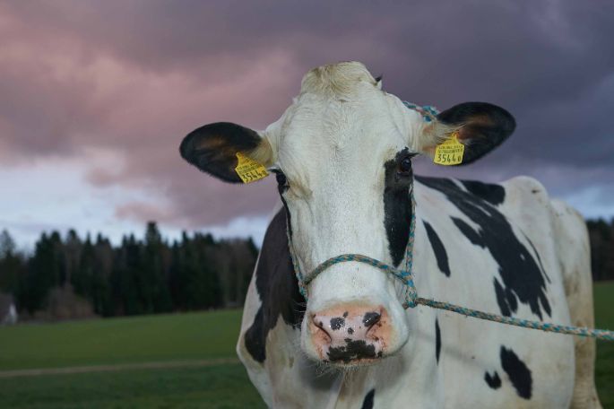 Hof Steller, Karin und Hansueli Schärer-Strebel, Glashütten_Kuh_Ganzkörper_3