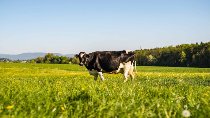 Hof Urech_Urech_Hallwil_Kuh