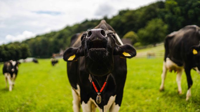 Hof Zollinger_Zollinger_Urdorf_Kuh1