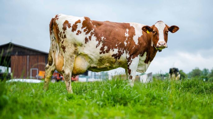 Huob_Bircher_Hagendorn_Kuh