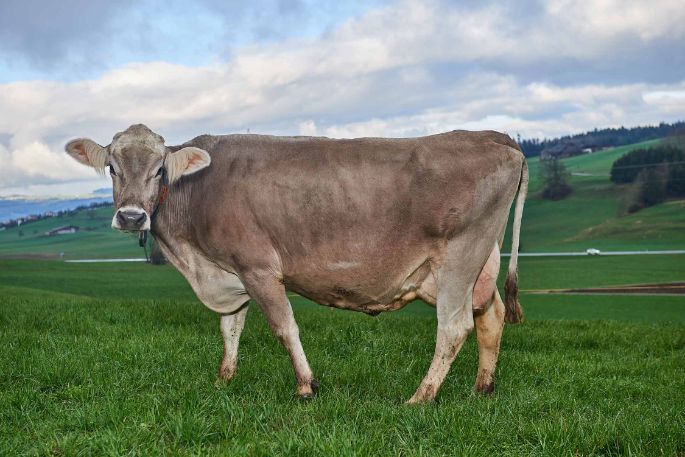 Im Lätten, Urs Köpfli, Islisberg_Kuh_Ganzkörper_2