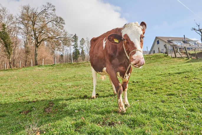 Kaltenbrunnenhof, Peter Ulrich, Trimbach_Kuh_Ganzkörper