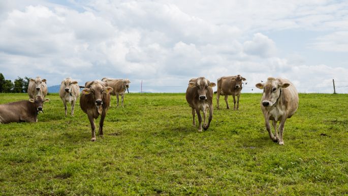 Korrodihof_Korrodi_Hombrechtikon_Kuh2