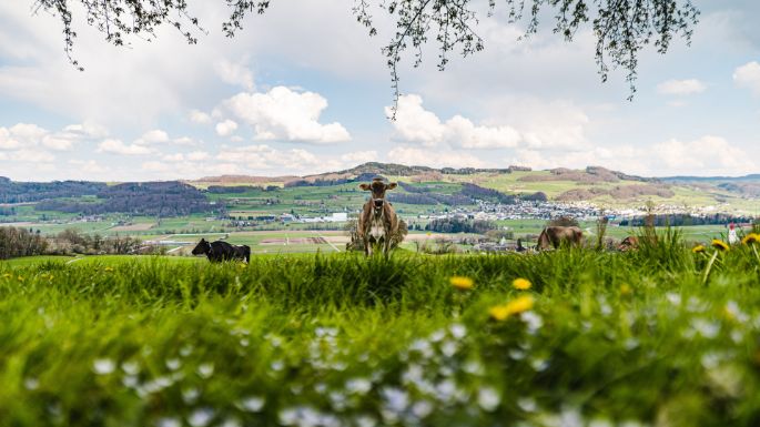 Landgut Widenmoos_Fischer_Winikon_Kuh