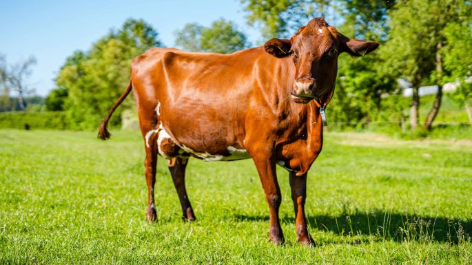 Urs&Samuel_Isch_Landwirtschaftsbetrieb_Isch_Etzelkofen_Kuh