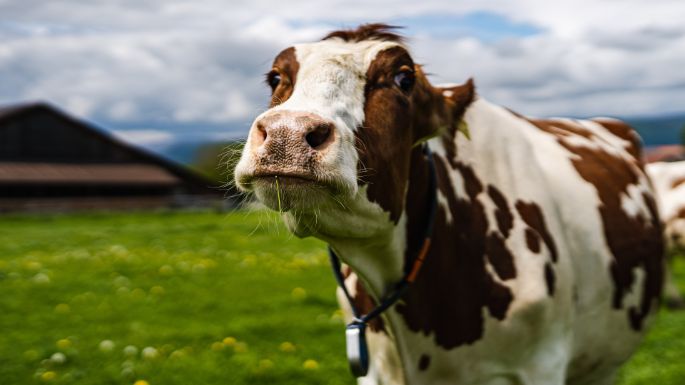 Langeten_Kopp_Dotzigen_Kuh-3