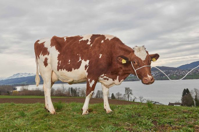 Langmatthof, Lukas Siegrist, Meisterschwanden_Kuh_Ganzkörper_3