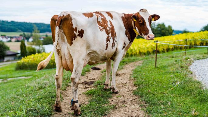 Leenen_Meierhofer_Windlach_Kuh