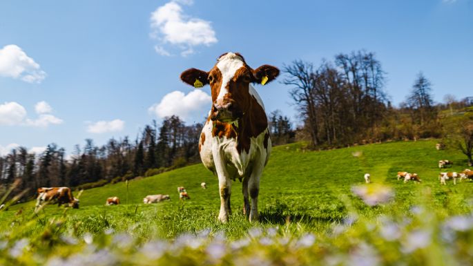 Lindenfeldweid_Unternährer_Luzern_Kuh-2