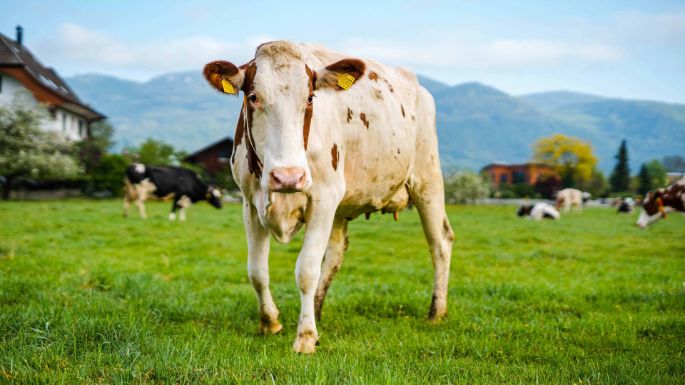 Lochmatthof_Klemens_Härkingen_Kuh