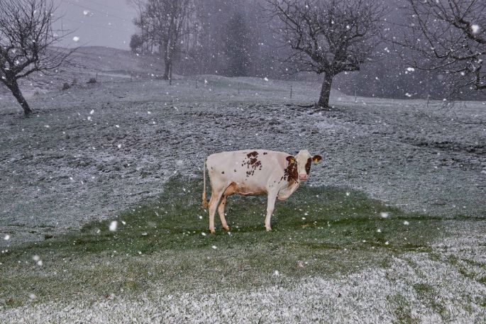 Lucherenhof, Ueli und Christine Fahrni, Rumisberg_Kuh_Ganzkörper
