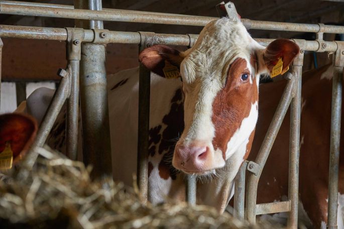 Lucherenhof, Ueli und Christine Fahrni, Rumisberg_Kuh_Portrait