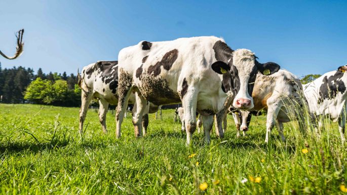 Meiers_Holstein_Meier_Kyburg_Kuh