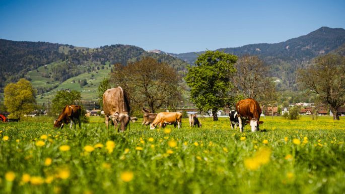 Melchaazopf_Zumstein_Giswil_Kuh