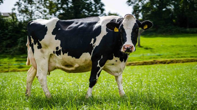 Milchwirtschaftsbetrieb_Dommen_Dommen_Pfeffikon_Kuh