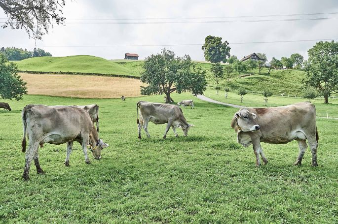 Miltenhof_Ebnöter_Feusisberg_Kuh