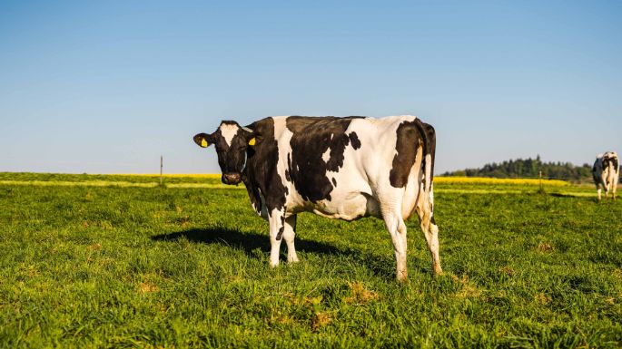 Moosacherhof_Hintermann_Dürrenäsch_Kuh