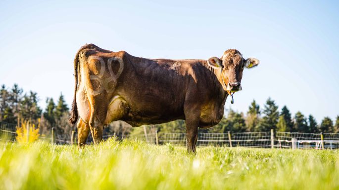 Mueller_Top_Ace_Farm_Mueller_Forch_Kuh