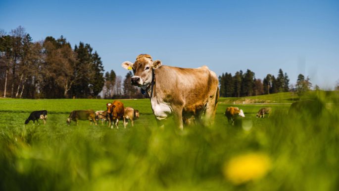 Neurüti_Kägi_Gutenswil_Kuh1