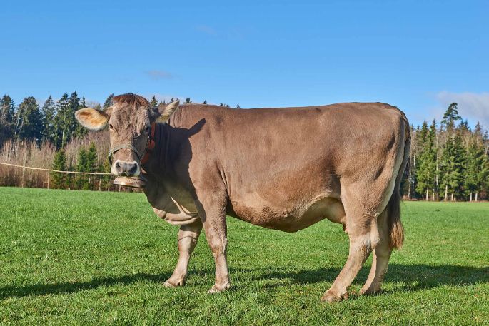 Neuweid, Barbara und Josef Odermatt-Bannwart, Aesch b. Birmensdorf_Kuh_Ganzkörper