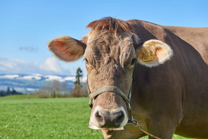 Neuweid, Barbara und Josef Odermatt-Bannwart, Aesch b. Birmensdorf_Kuh_Portrait