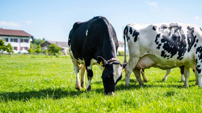 Niedereichi_Nydegger_Länzerhäusern_Kuh