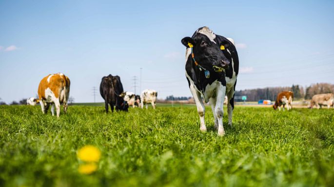 Oberbösch_Hegglin_Hünenberg_Kuh1