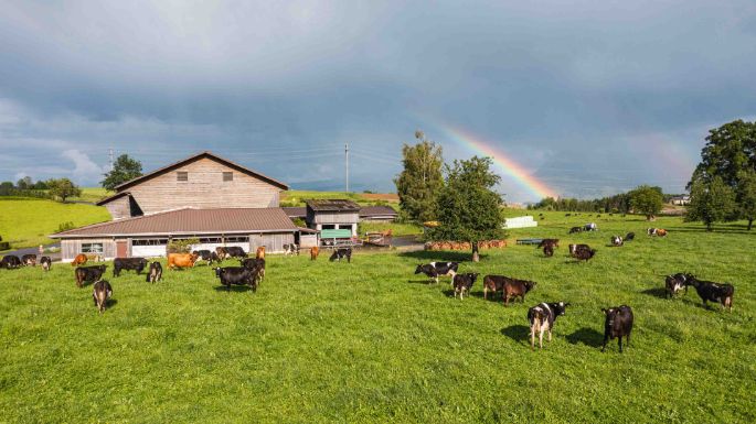 Oeggenringen_Jung-Sch?rmann_Eschenbach_Kuh
