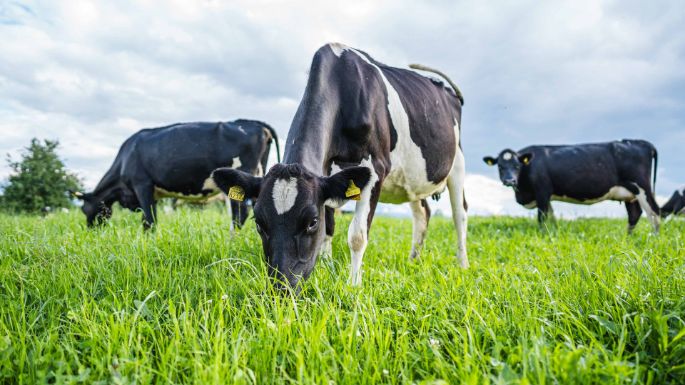 Oeggenringen_Jung-Sch?rmann_Eschenbach_Kuh_2