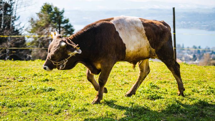 Panoramahof_Bolleter-Diakun_Meilen_Kuh