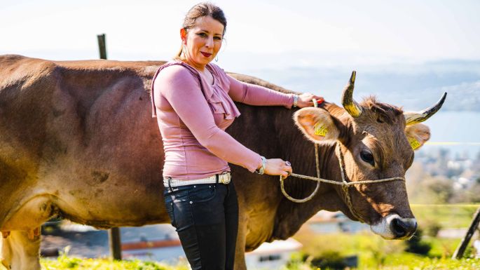 Panoramahof_Bolleter-Diakun_Meilen_Kuh_2
